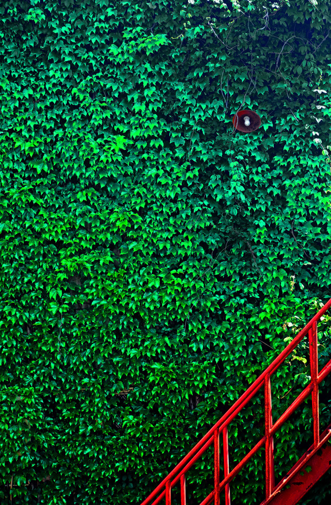 赤い階段と蔦の壁　P1220040zz