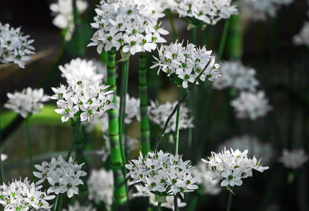 木賊と花にら　P1150626zz