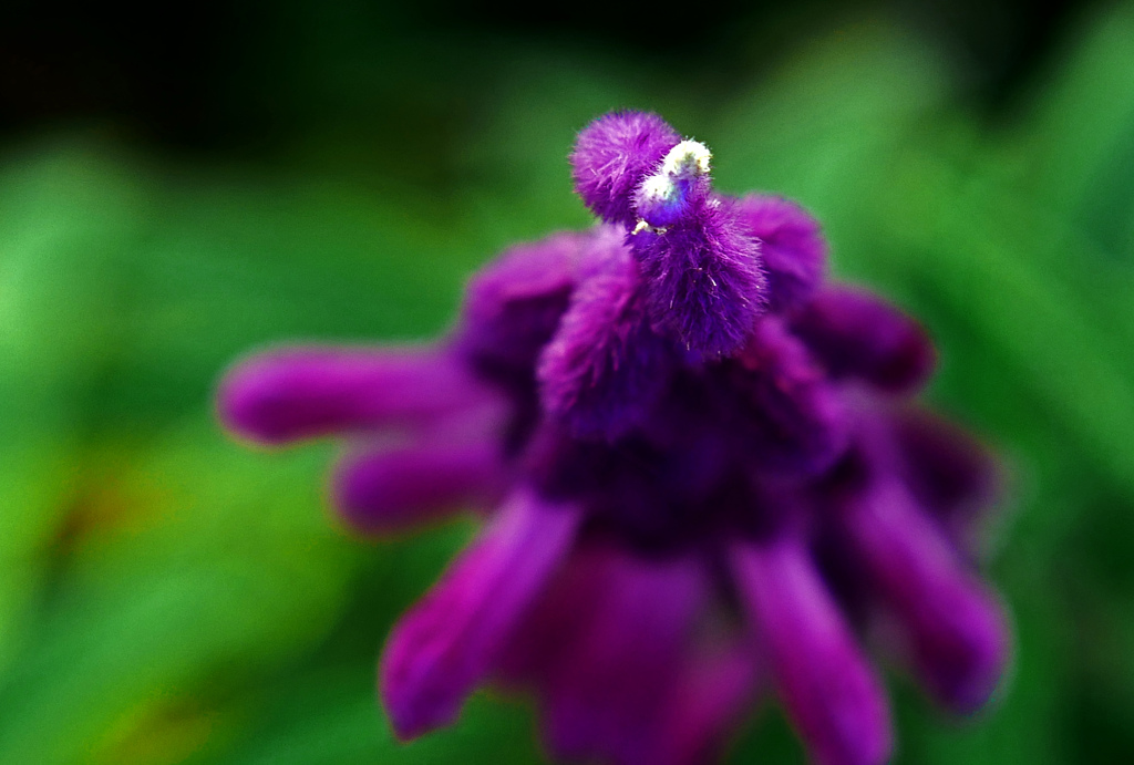 メキシカンセージ　P1770739zz