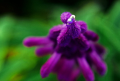 メキシカンセージ　P1770739zz