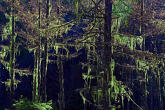 物の怪の棲む森へようこそ　P1046257zz