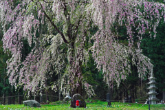 地蔵と枝垂れ桜　IMGP2895zz