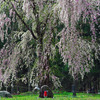 地蔵と枝垂れ桜　IMGP2895zz