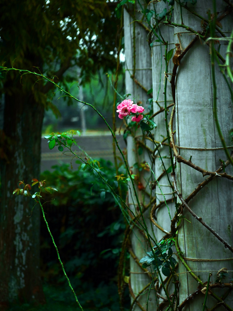 壁の花 寂しく　P1470262zz