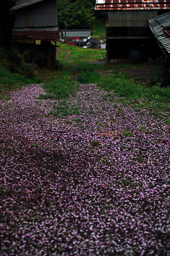 花散る路　IMGP2262zz