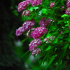 雨に咲く花　IGP5728zz