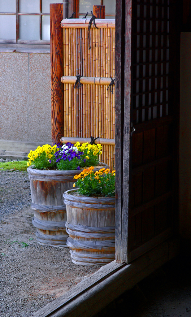 玄関先のおもてなし　IMGP1937zz