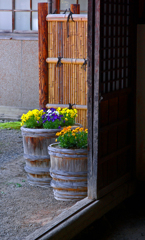 玄関先のおもてなし　IMGP1937zz