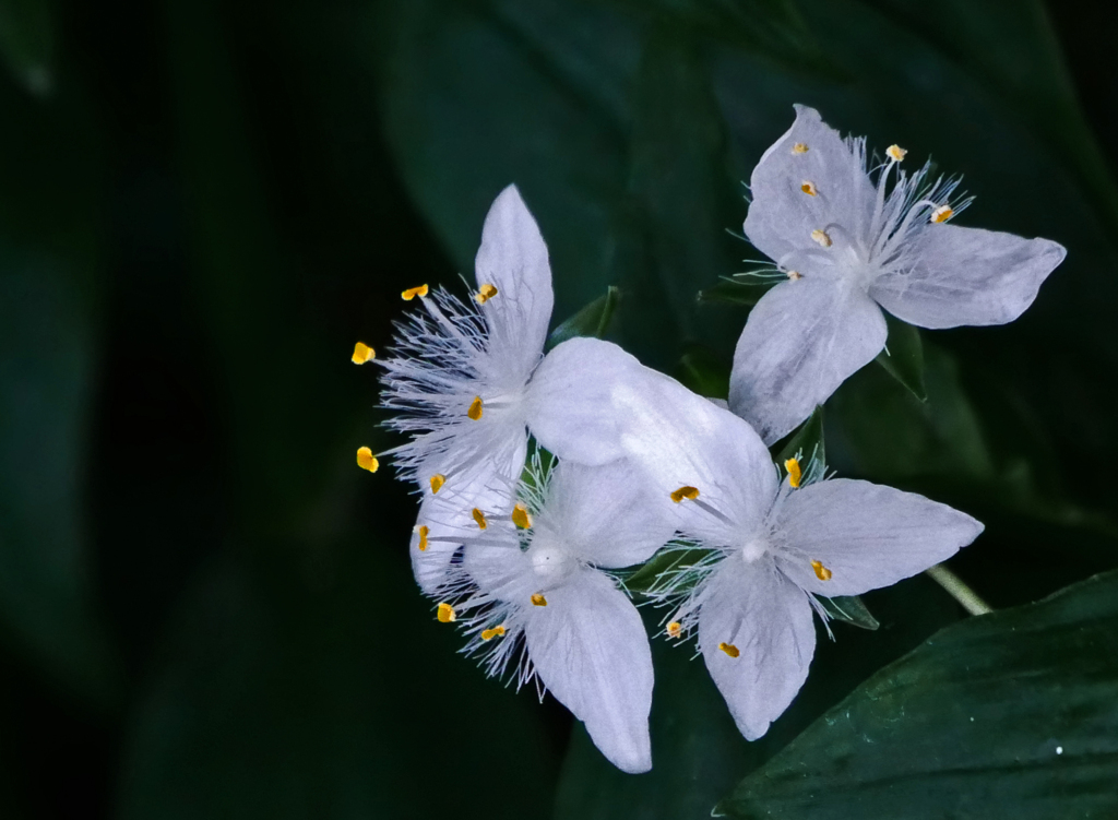 透きとおる花　P1180219zz