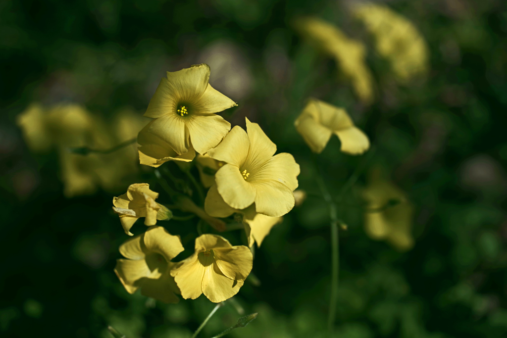 黄花(こうか)  オキザリス　IMGP5636zz