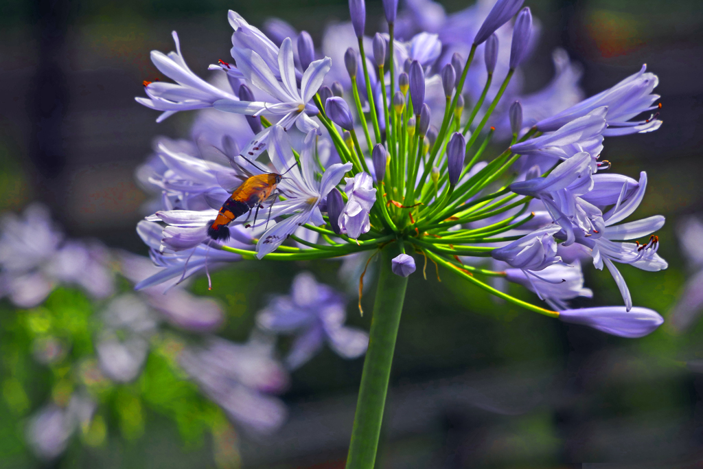 アガパンサスと虫　P1420570zz