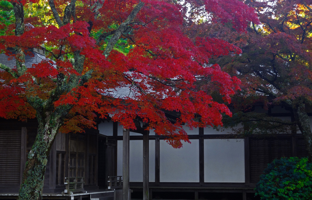 高野の彩り　IGP7700zz