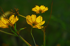 秋の日差し　P1046057zz