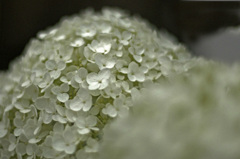 白い紫陽花　_IGP0683zz