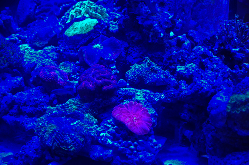 Blue world　IMGP2783zz