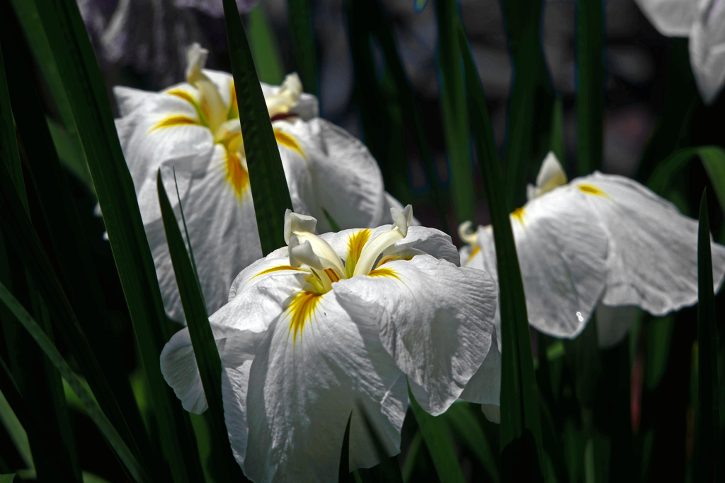 ハナショウブ　P1410480zz