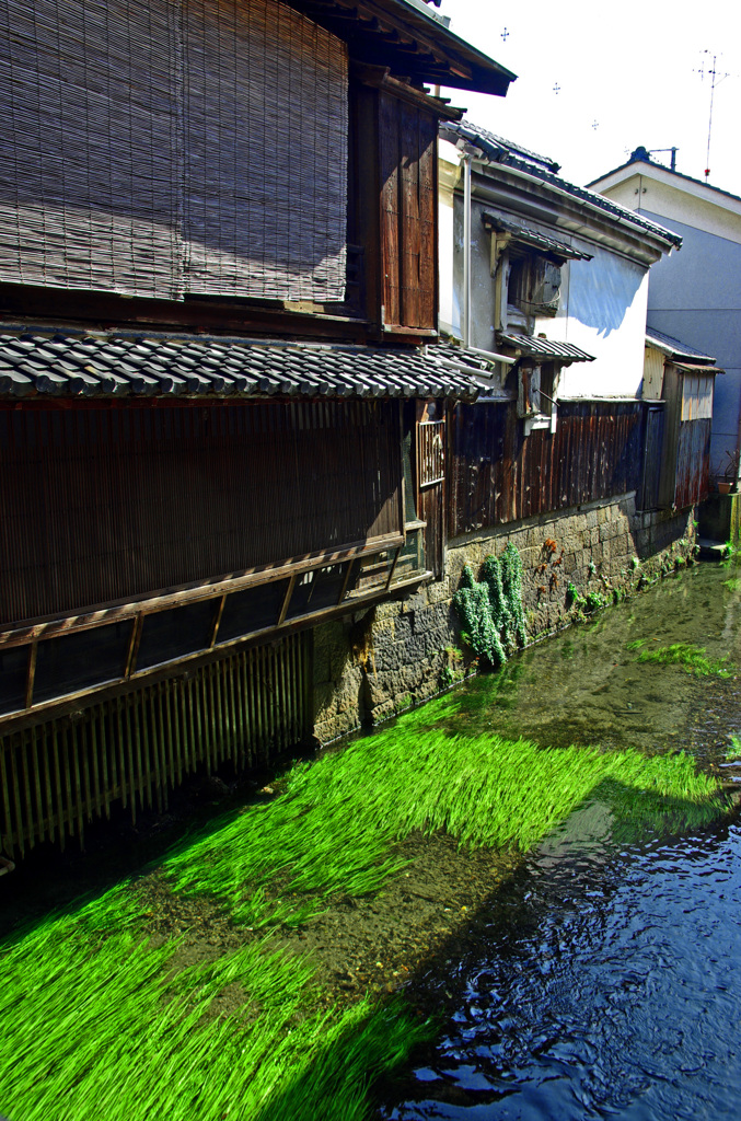 清き流れ 　IMGP7910zz