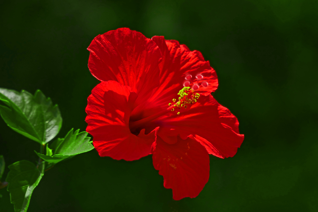 情熱の花　P1420616zz