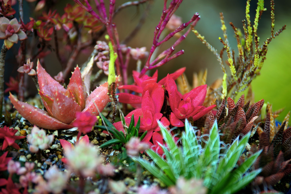 寄せ植え　IMGP1359zz