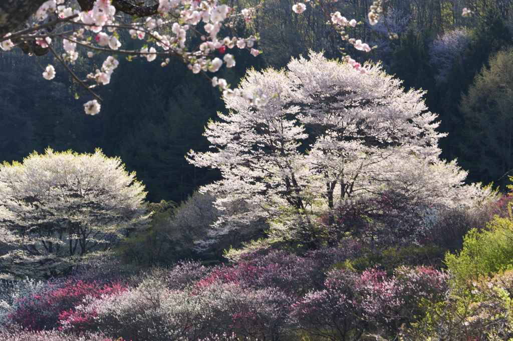 桜と花桃と朝の陽　P1085256