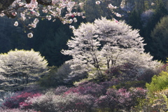 桜と花桃と朝の陽　P1085256