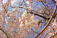 満天(点)の桜　IMGP8732z