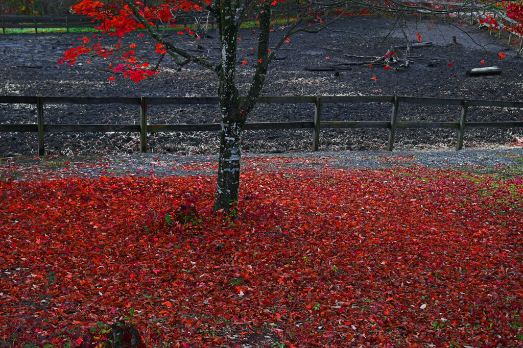 開田高原はもう敷紅葉　P1057586zz