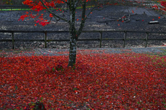 開田高原はもう敷紅葉　P1057586zz