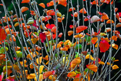 ハマボウの紅葉　P1800418zz