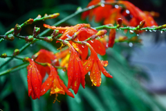 雨の礫にたたかれて　P1200453zz