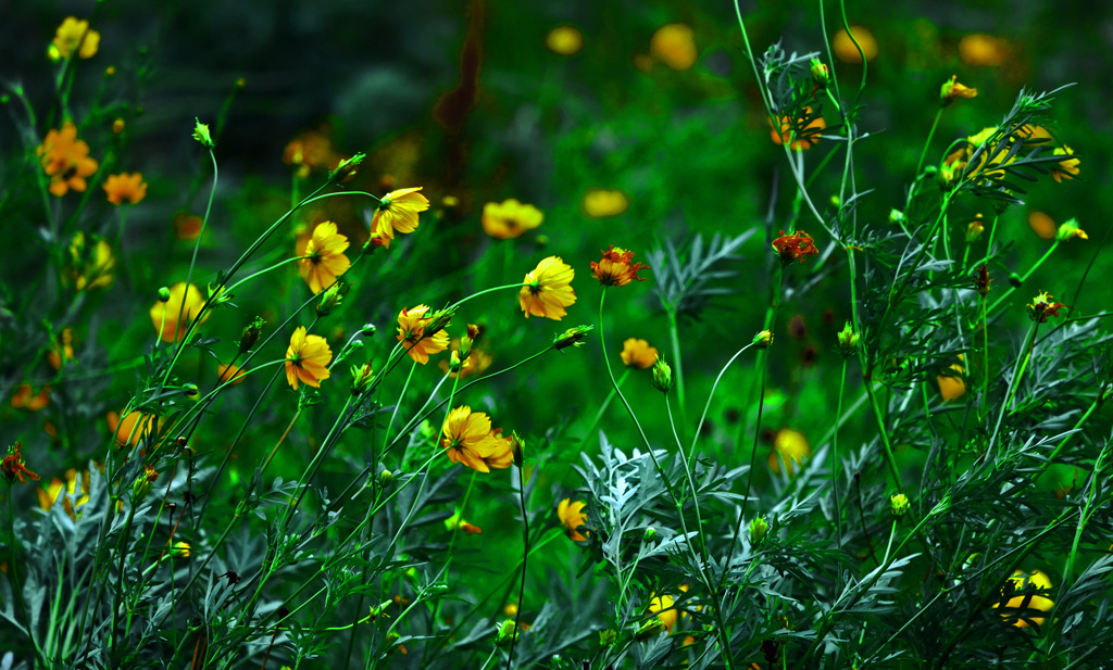 風に吹かれて　P1670848zz