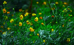 風に吹かれて　P1670848zz