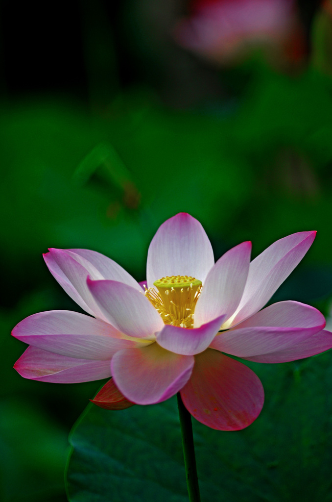 ほのぼのぼんやり　IMGP7193zz