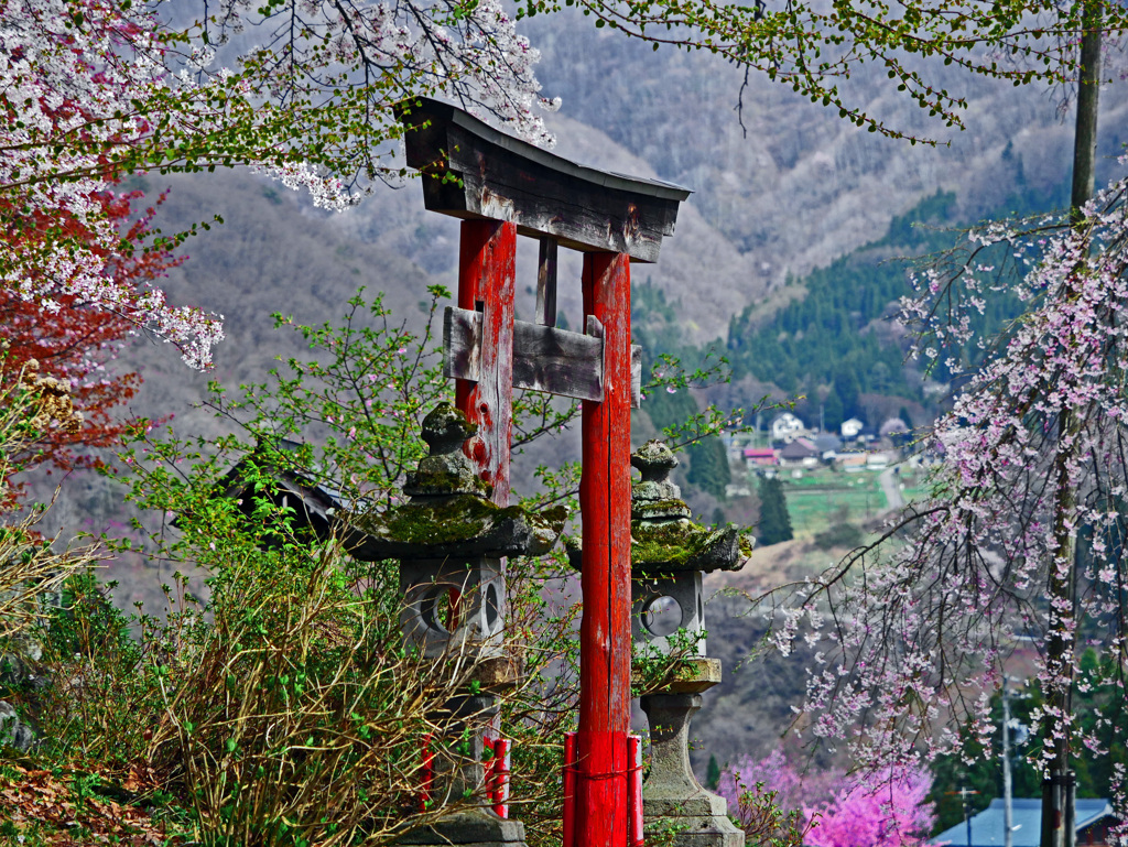 古い鳥居と枝垂れの桜　P1150187zz