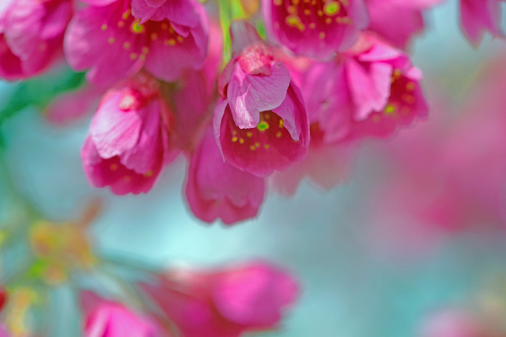 寒緋桜　IMGP2592zz
