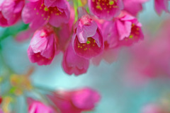 寒緋桜　IMGP2592zz