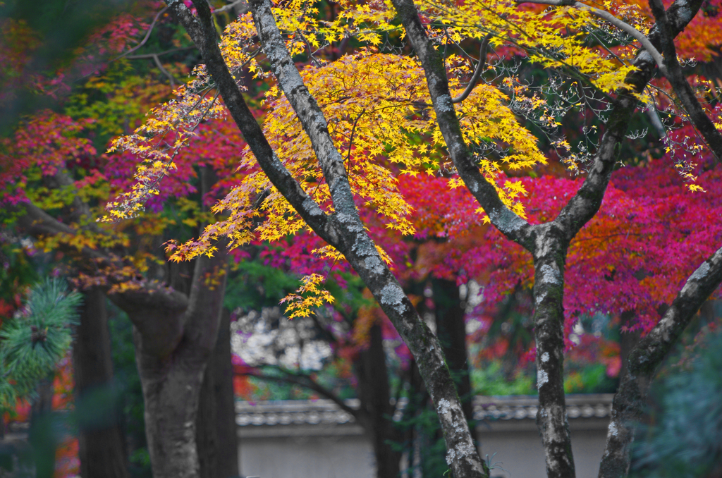 南禅寺 秋の華やぎ　IMG2330zz