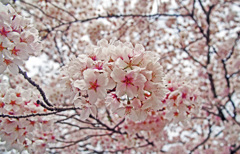 桜花爛漫　IMGP5048zz