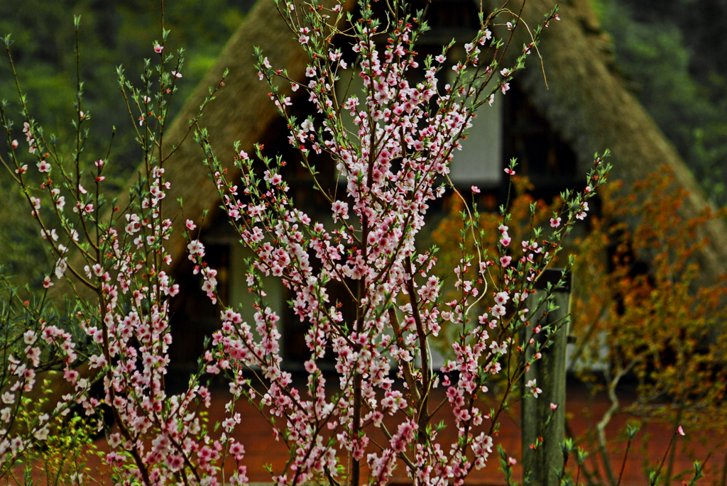 合掌集落の春　IMGP9503z