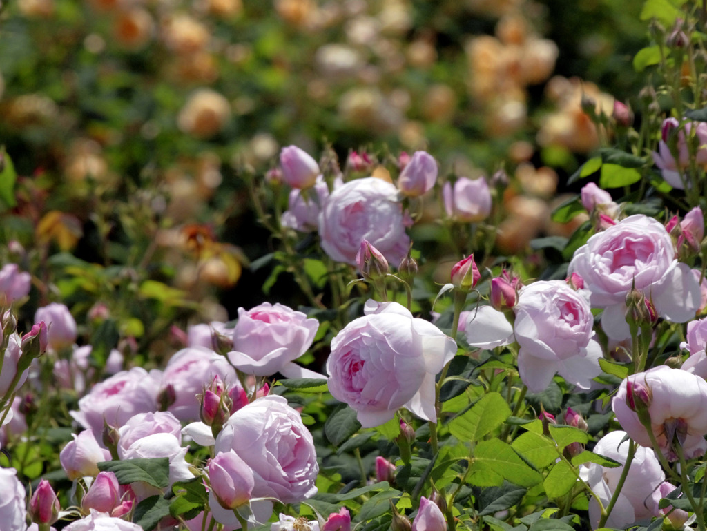 Pink roses　_IGP9766zz