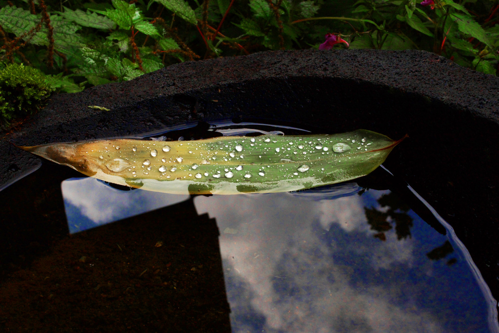 雨上がり　IMGP0968zz