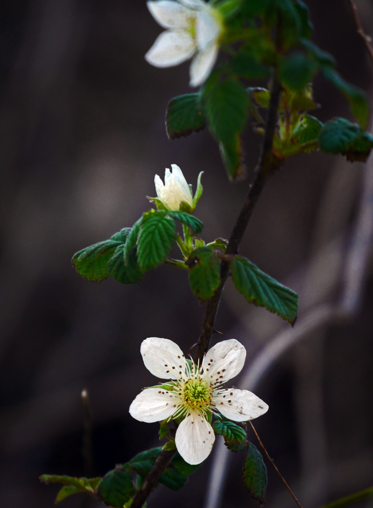 野苺の花　P1100921zz