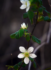 野苺の花　P1100921zz