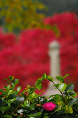 一輪の山茶花　MGP0337zz