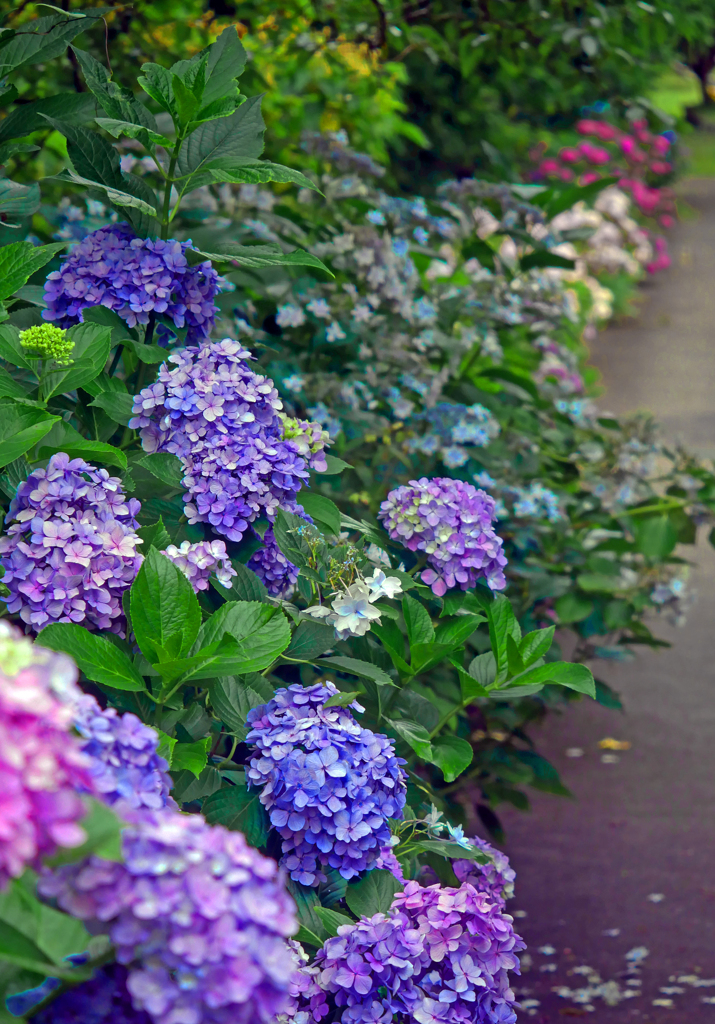 紫陽花の道　P1410914zz