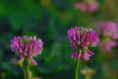赤詰草　IMGP5502zz