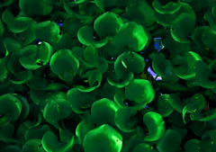 ホテイアオイとバッタ P1630558zz ホテイアオイとバッタ P1630558zz