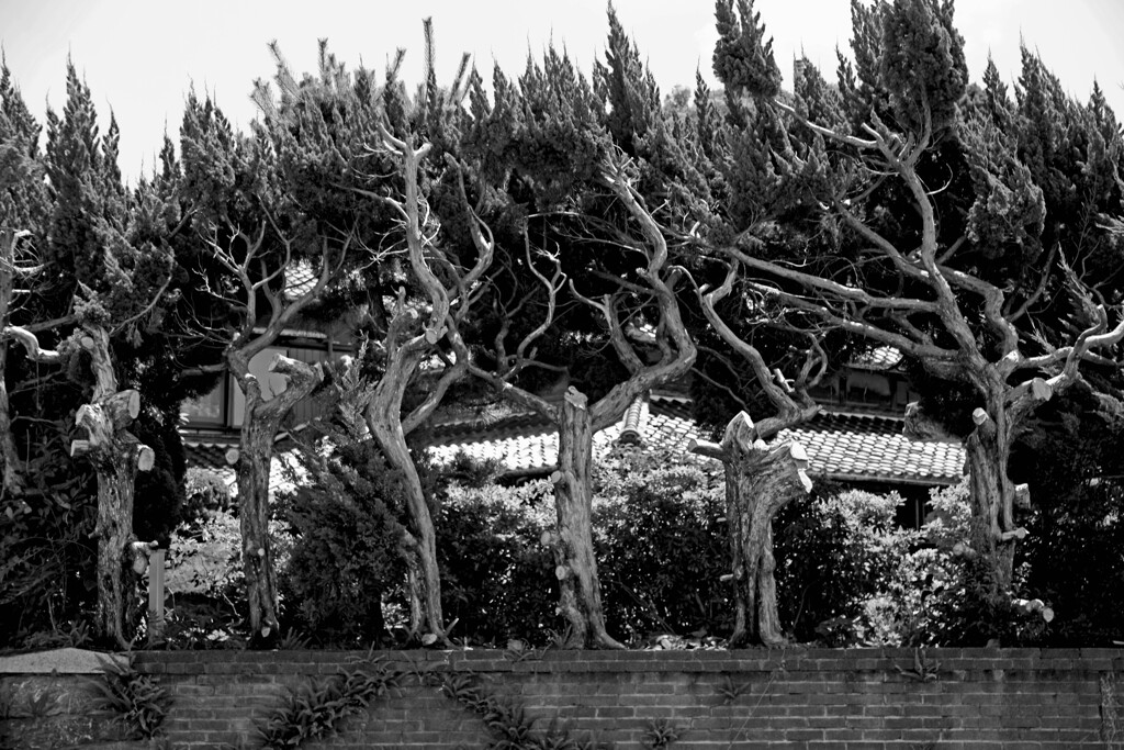 黒江 町散歩 其の肆　IMGP8673zz