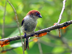 エナガ　P1570407zz