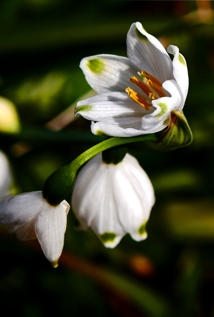こんな咲き方もできるんだよ！　P1110841zz